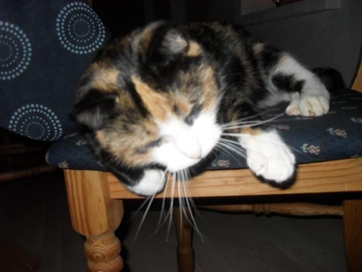 Huskat Frigg billede 19