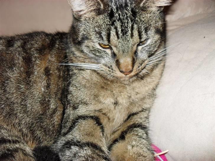 Huskat Diesel R.I.P billede 20