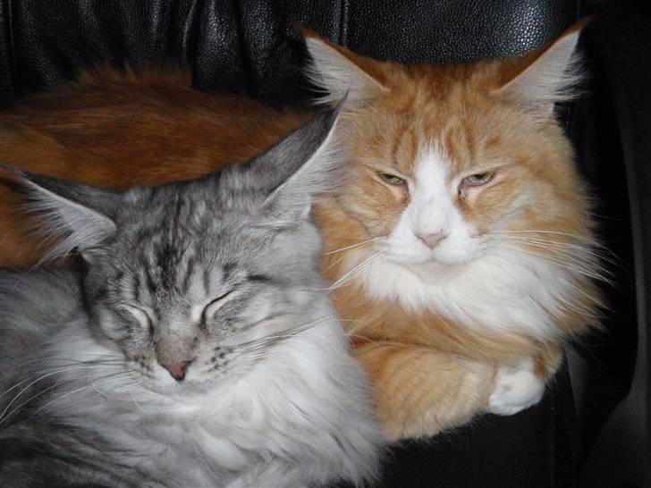 Maine Coon Gugger's Usher - Usher og Iowa der ligger og putter... De to lige min stol.. billede 14