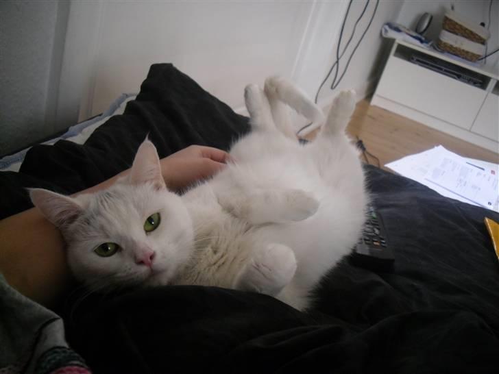 Huskat Mille billede 13