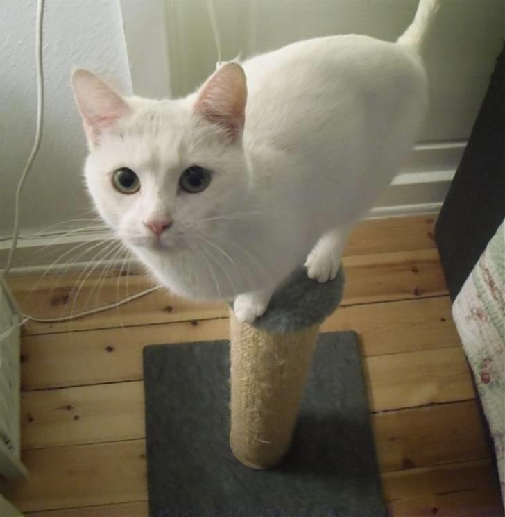 Huskat Mille billede 14