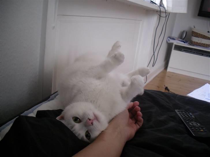 Huskat Mille billede 15