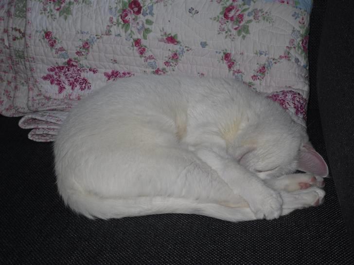 Huskat Mille billede 16