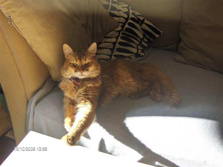 Somali badina's opasia billede 1