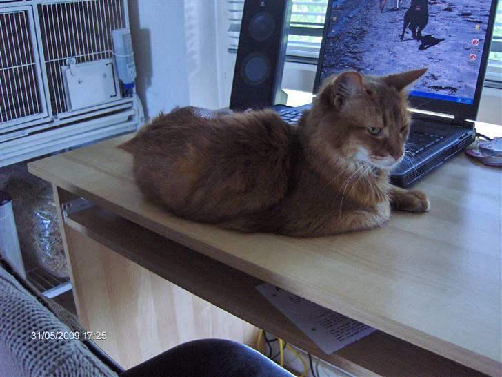 Somali badina's opasia billede 2