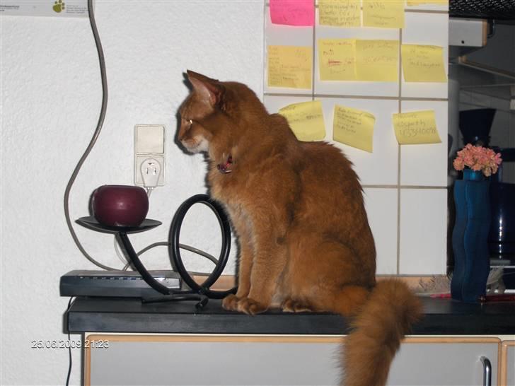 Somali badina's opasia billede 3