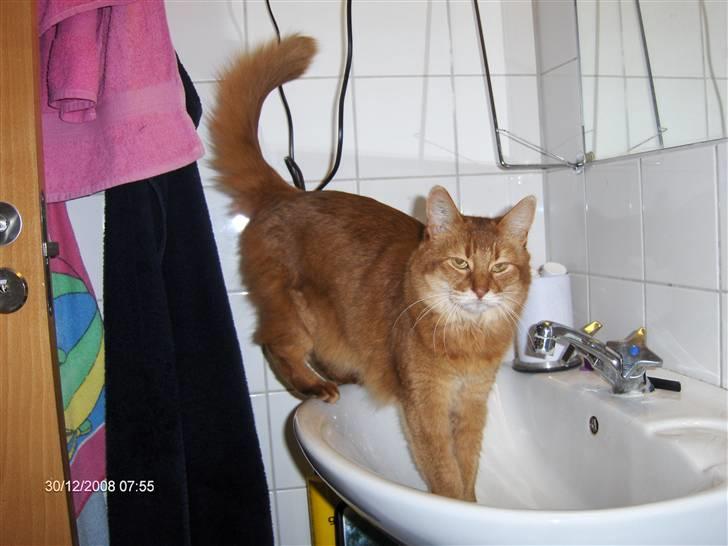 Somali badina's opasia billede 4