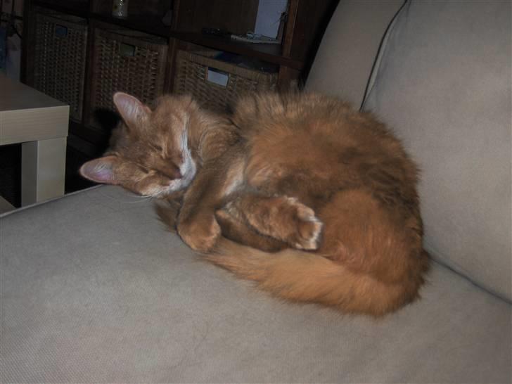 Somali badina's opasia billede 5