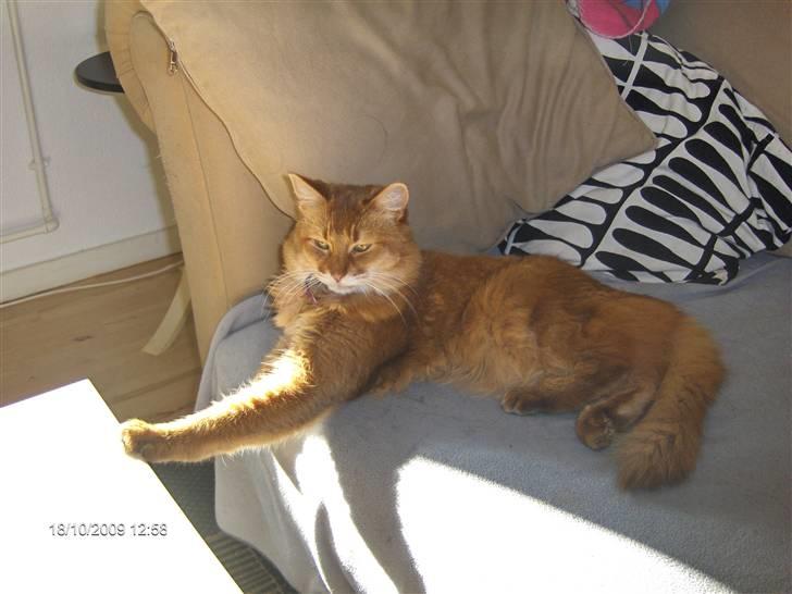 Somali badina's opasia billede 6