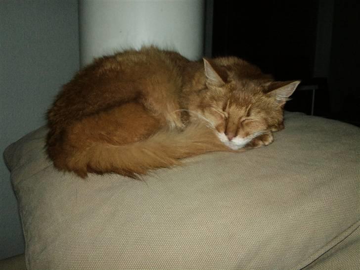 Somali badina's opasia billede 7