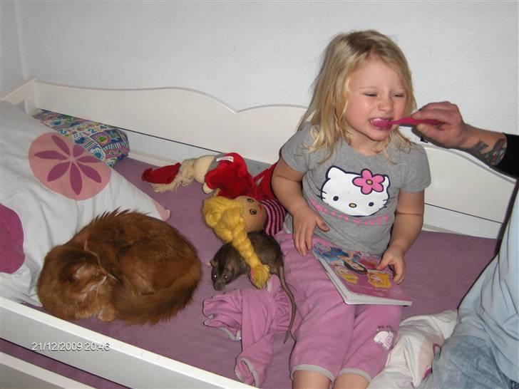 Somali badina's opasia billede 8