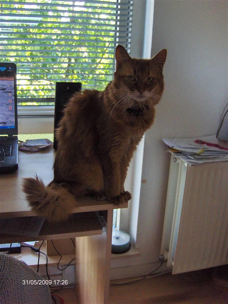 Somali badina's opasia billede 9