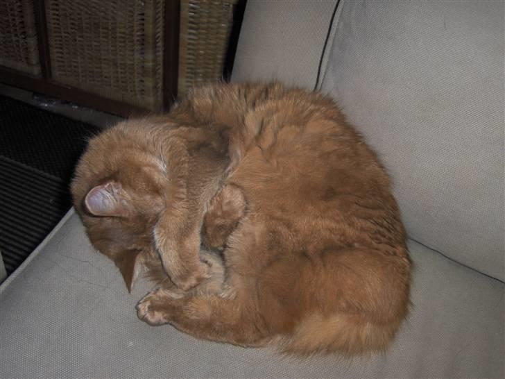 Somali badina's opasia billede 10