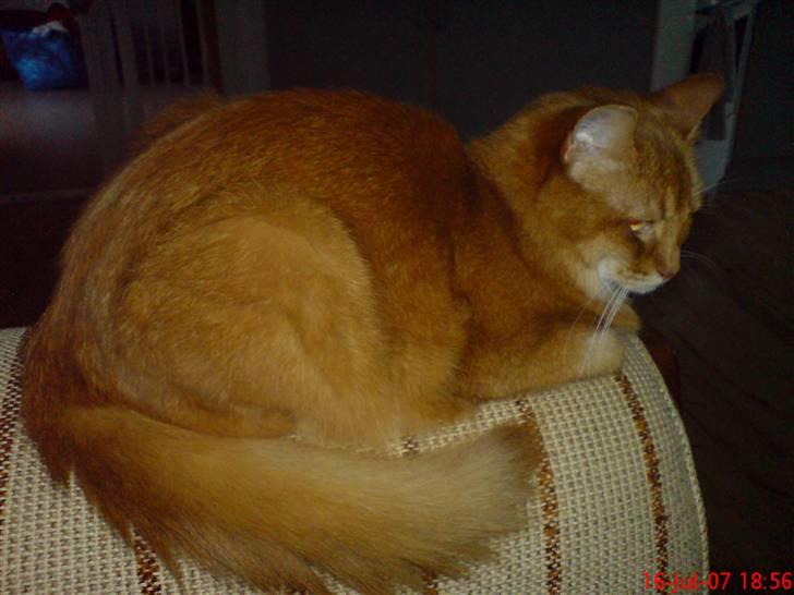 Somali badina's opasia billede 11