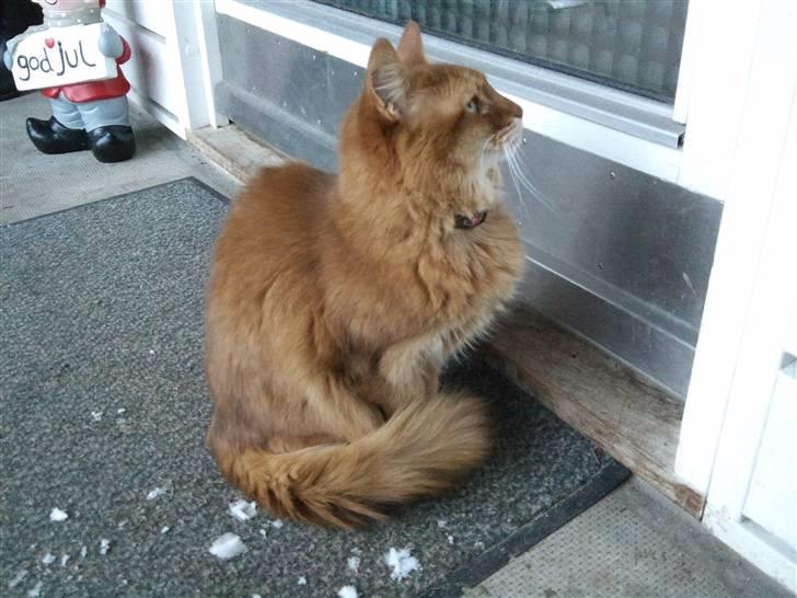 Somali badina's opasia billede 12