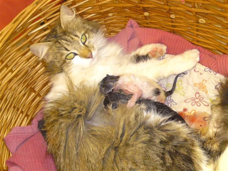 Maine Coon Fifi Jørgensen billede 1