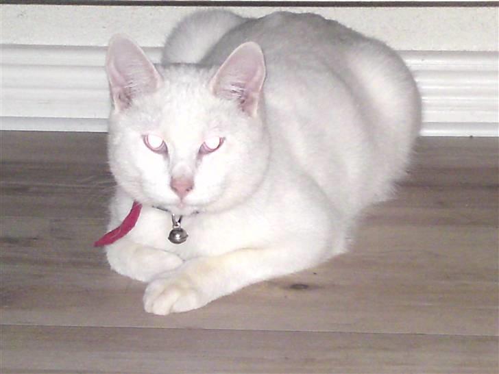 Blanding af racer SNEBOLD billede 5