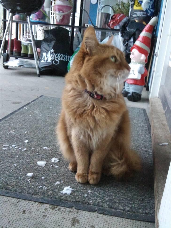 Somali badina's opasia billede 13