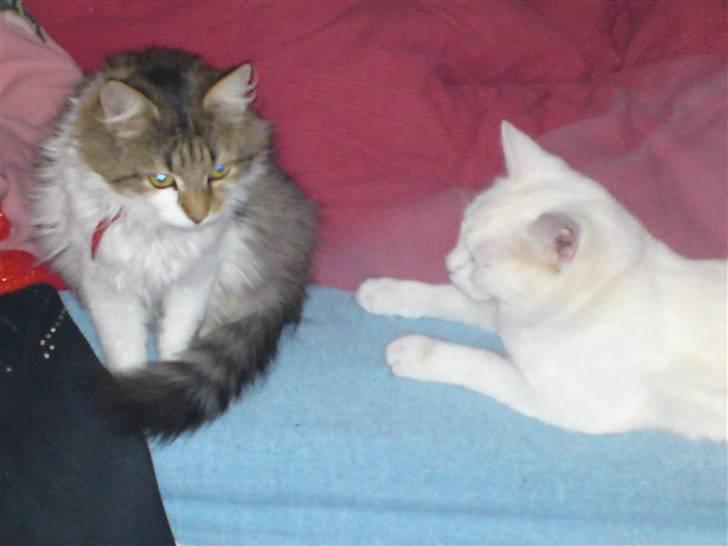 Blanding af racer SNEBOLD billede 6