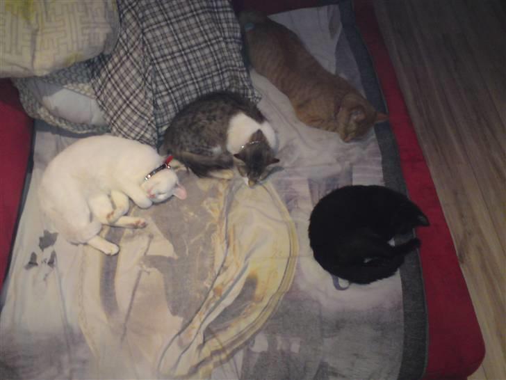 Blanding af racer SNEBOLD billede 7