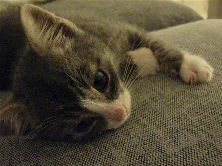 Huskat Lucca - Nok det bedste billede af ham. :D billede 1