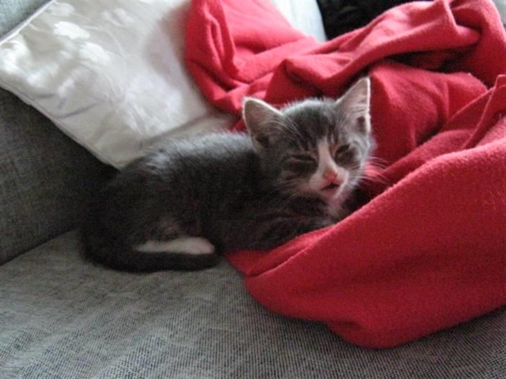 Huskat Lucca billede 2