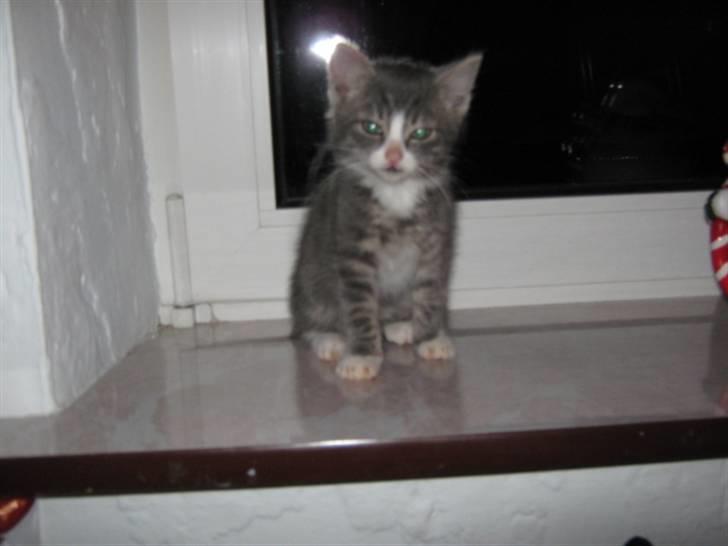 Huskat Lucca - Sååå lille og sød. ;D billede 3