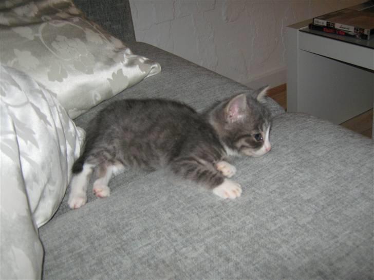 Huskat Lucca billede 4