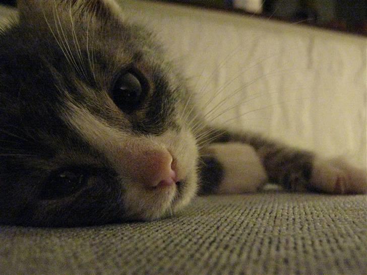 Huskat Lucca - Også et mega godt billede synes jeg. :) billede 5