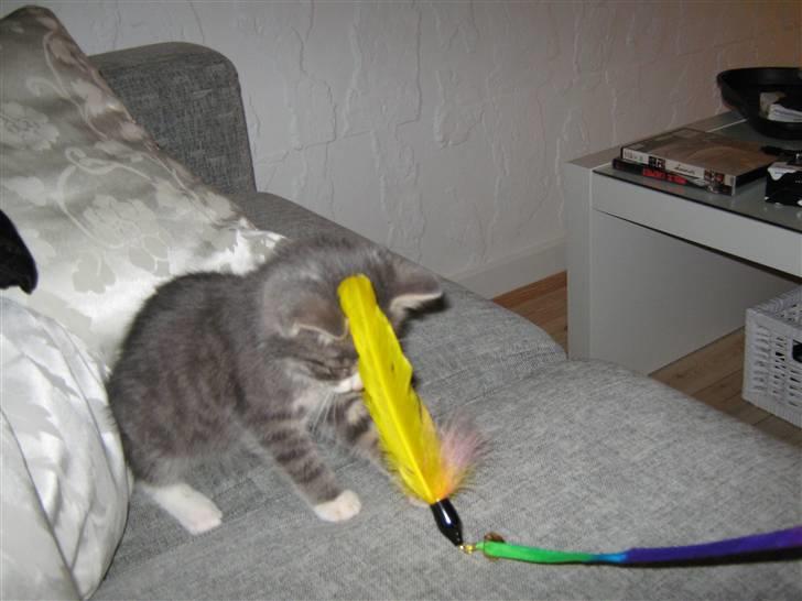 Huskat Lucca - Så skal der leges lidt... :) billede 6