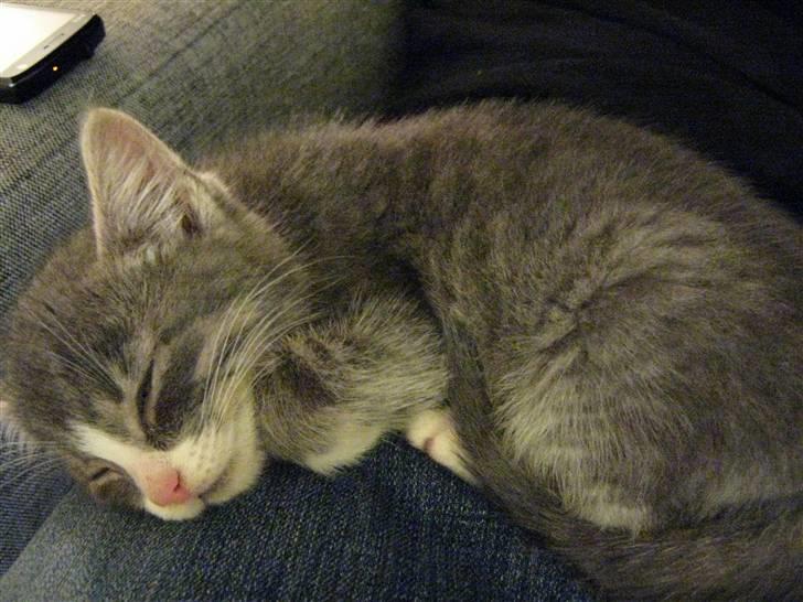 Huskat Lucca - Så bliver der sovet lidt.. billede 7