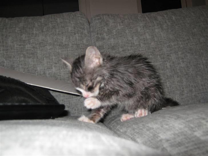 Huskat Lucca - Her har han lige været i bad med henblik på en loppekur. Hehe! Ser lidt sjovt ud. Men han tog det nu meget pænt! :) billede 9