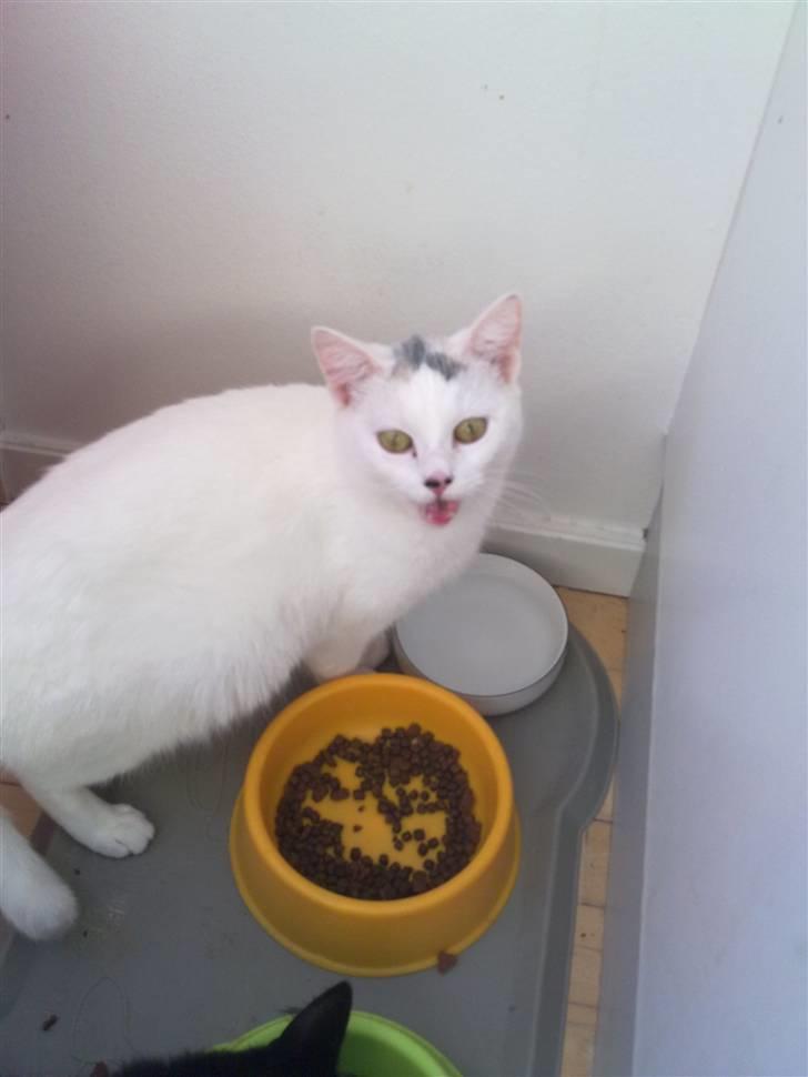 Blanding af racer Kaos billede 6