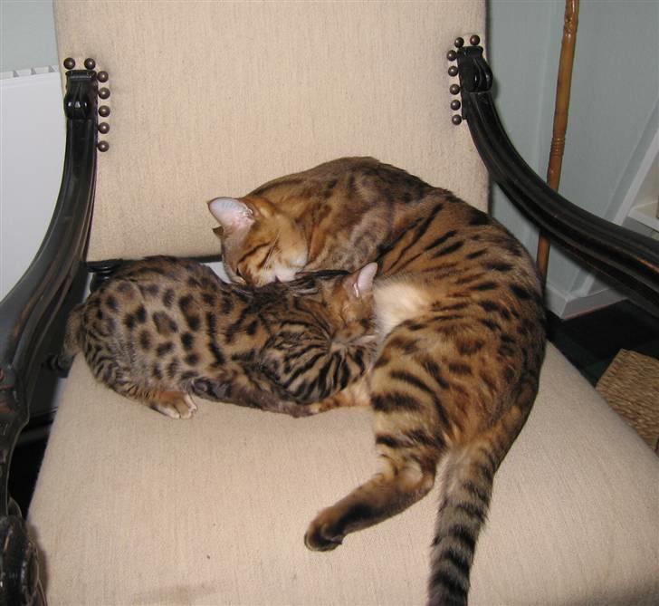 Bengal Orinoco - Attila finder sig i alt - også at være amme billede 11