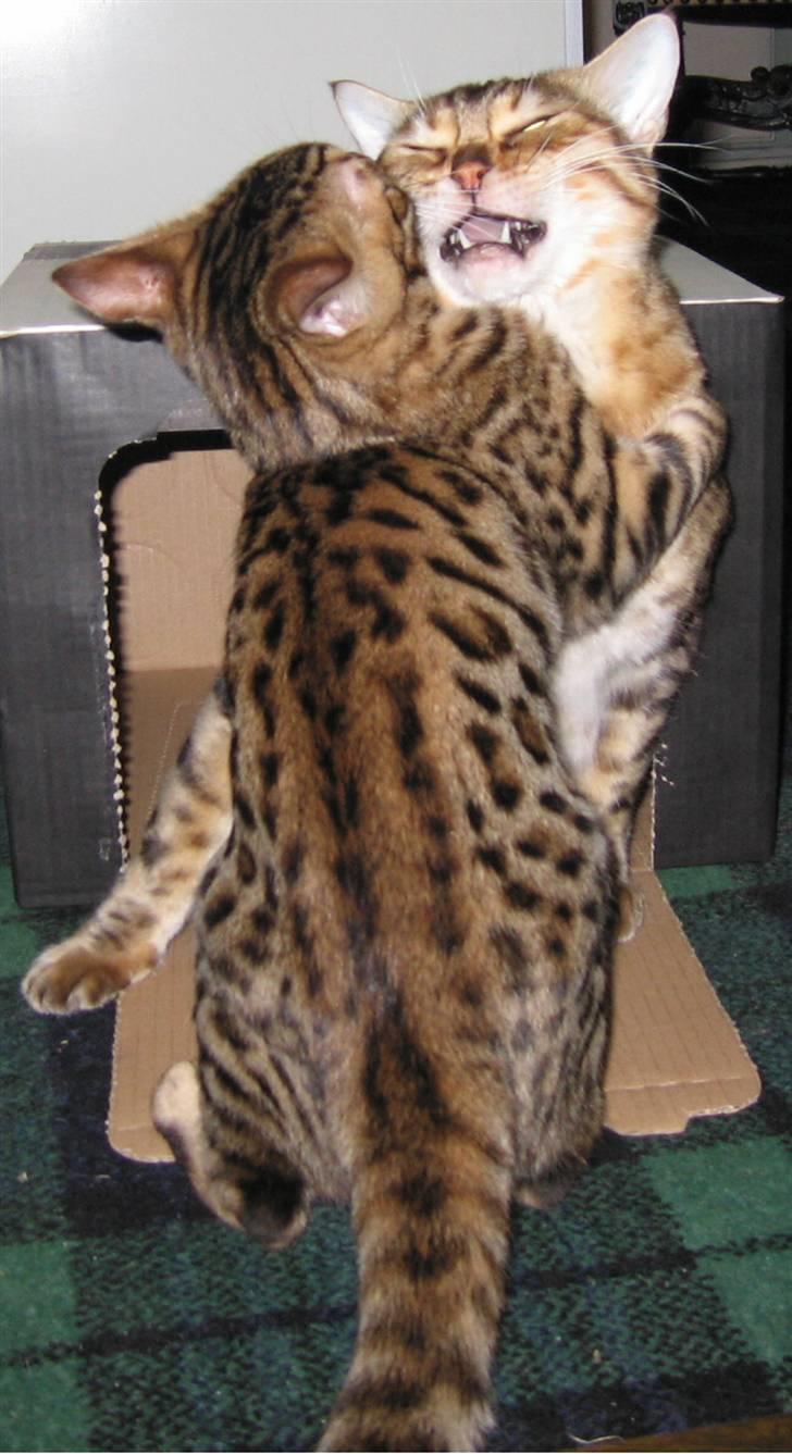 Bengal Orinoco - Nu gider jeg altså ikke danse med dig mere - nå ! billede 12