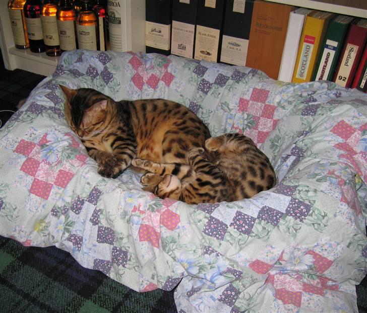 Bengal Orinoco - Pletter her, og pletter dér - maleren har også forsynet Noco med pletter i ganen billede 13