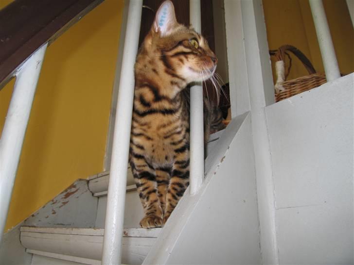 Bengal Orinoco - Kom Attila - vi skal ned i gården billede 14