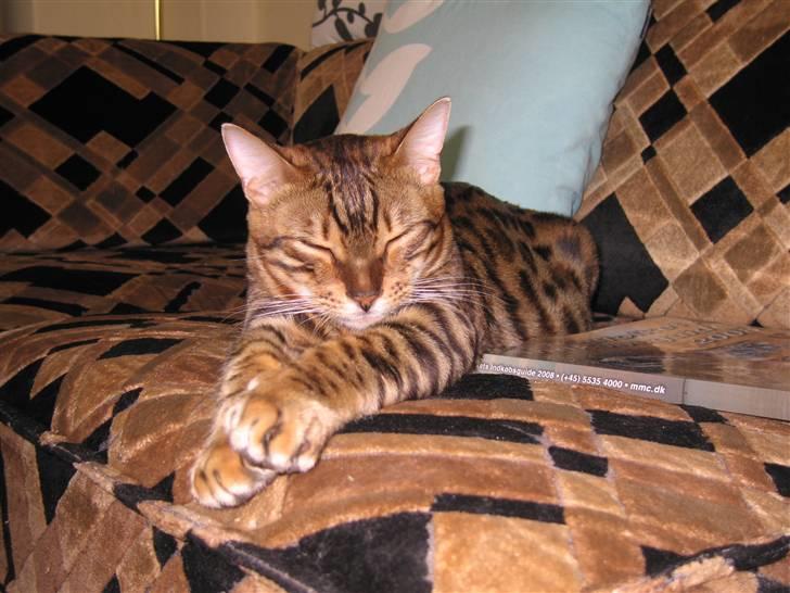 Bengal Orinoco - Kamaeleoner tilpasser sig omgivelserne billede 15