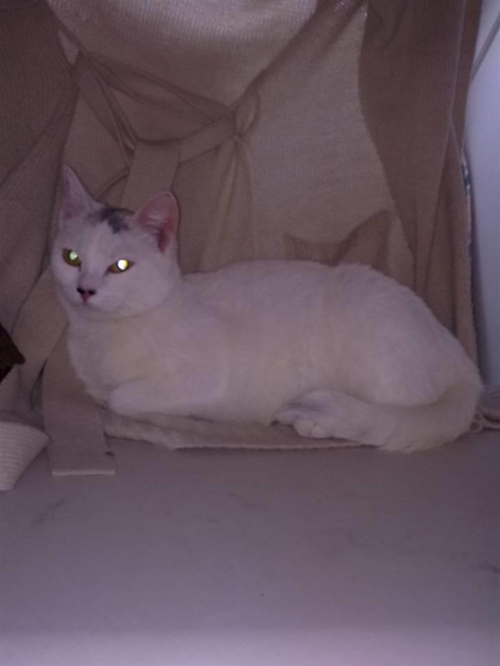 Blanding af racer Kaos billede 7