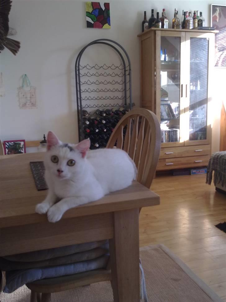 Blanding af racer Kaos billede 8