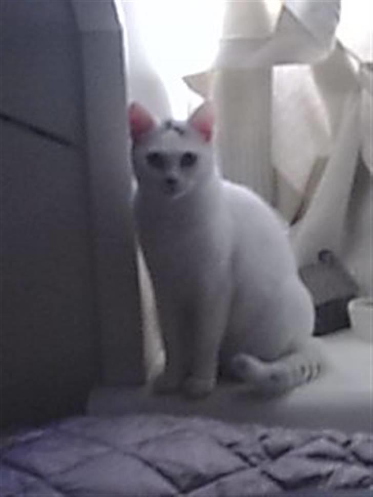 Blanding af racer Kaos billede 9