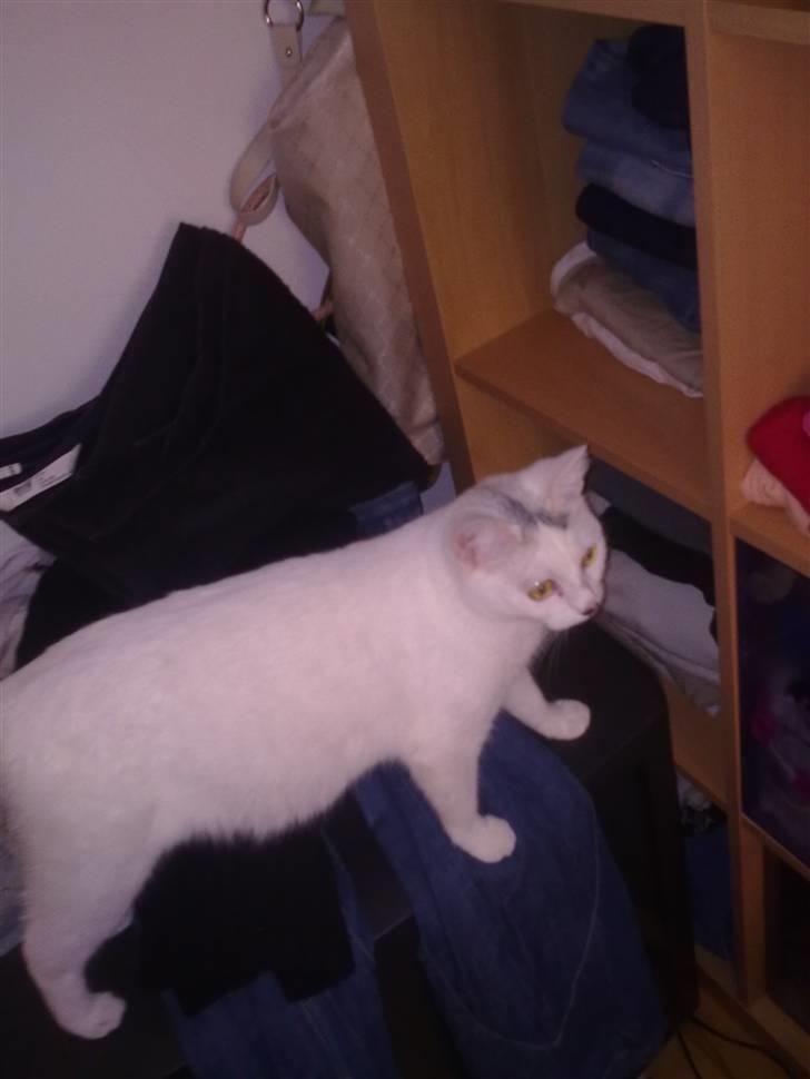 Blanding af racer Kaos billede 10