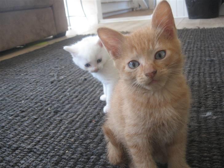 Blanding af racer Lauritz R.I.P  billede 8