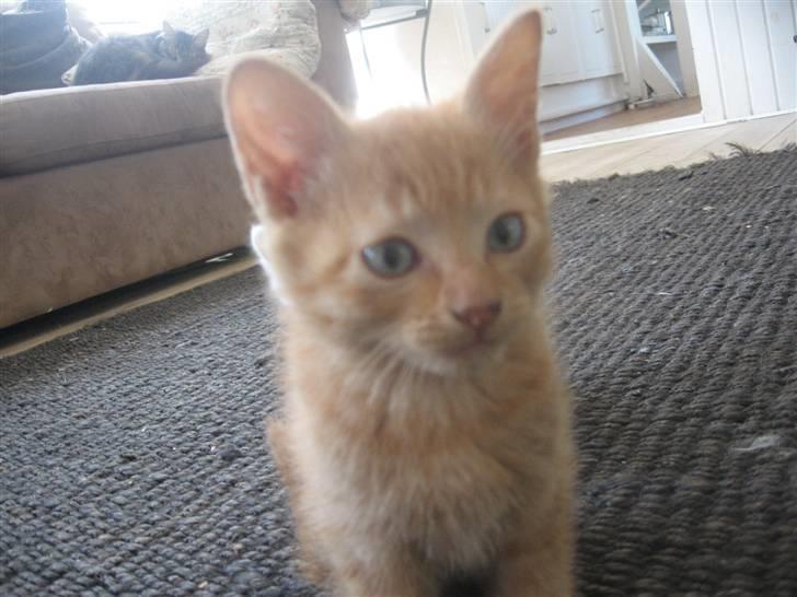 Blanding af racer Lauritz R.I.P  billede 9