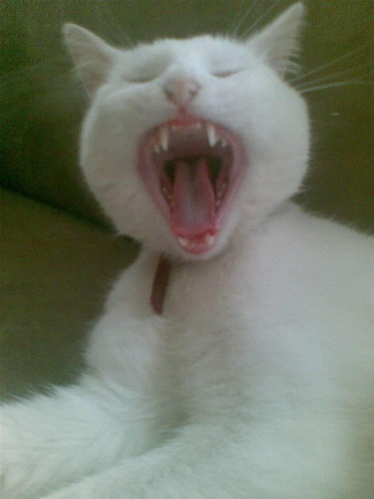 Blanding af racer Charmetrolden Bamse - AARGGH!!! billede 12