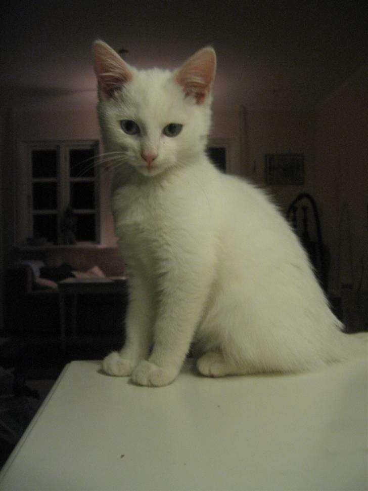 Blanding af racer Charmetrolden Bamse billede 13