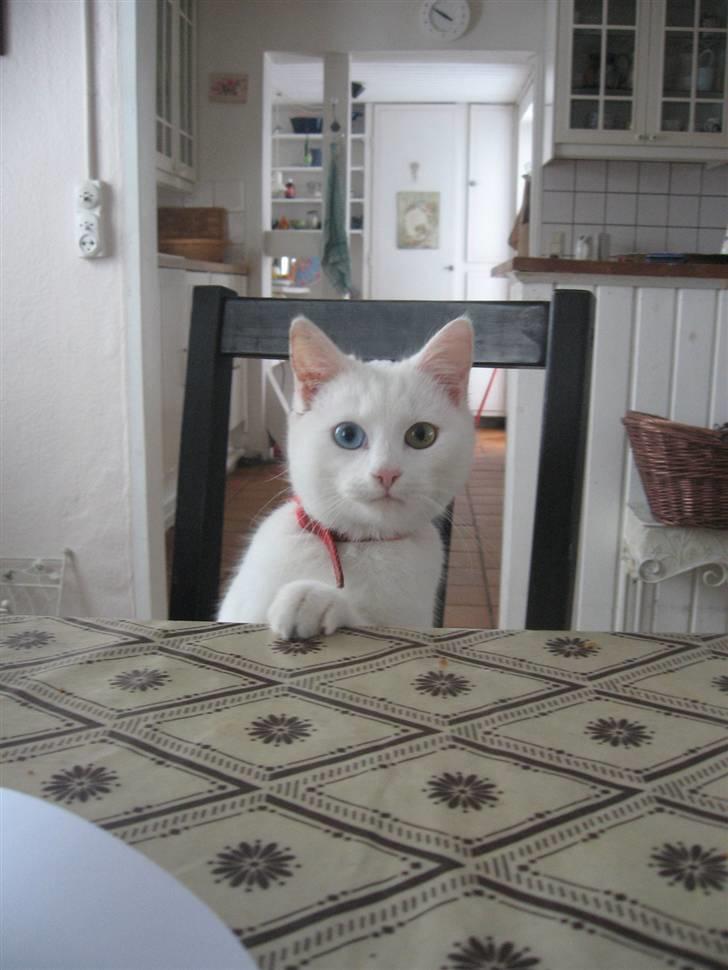 Blanding af racer Charmetrolden Bamse - Hej? :=) billede 14