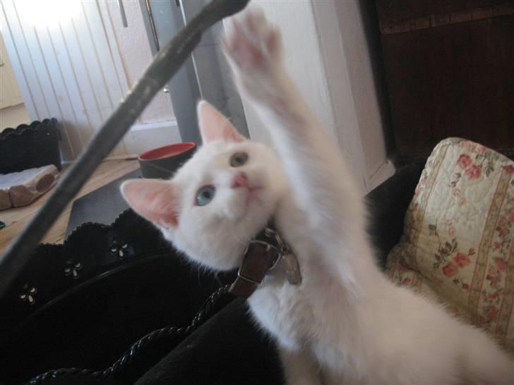 Blanding af racer Charmetrolden Bamse billede 15