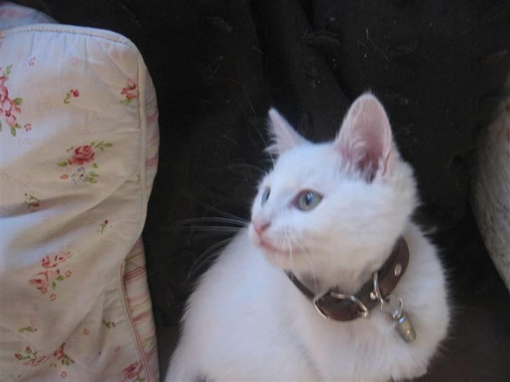 Blanding af racer Charmetrolden Bamse billede 16