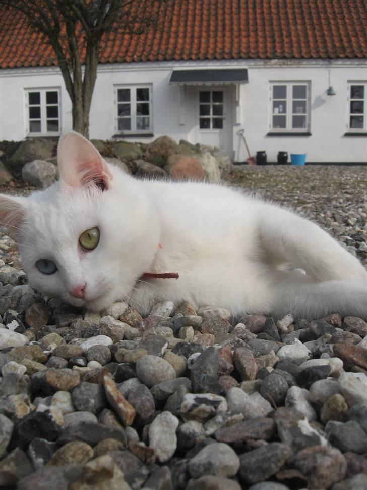 Blanding af racer Charmetrolden Bamse billede 17